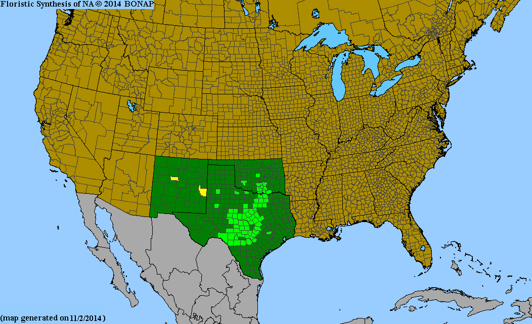 County distribution map of Cercis canadensis var. texensis - Redbud